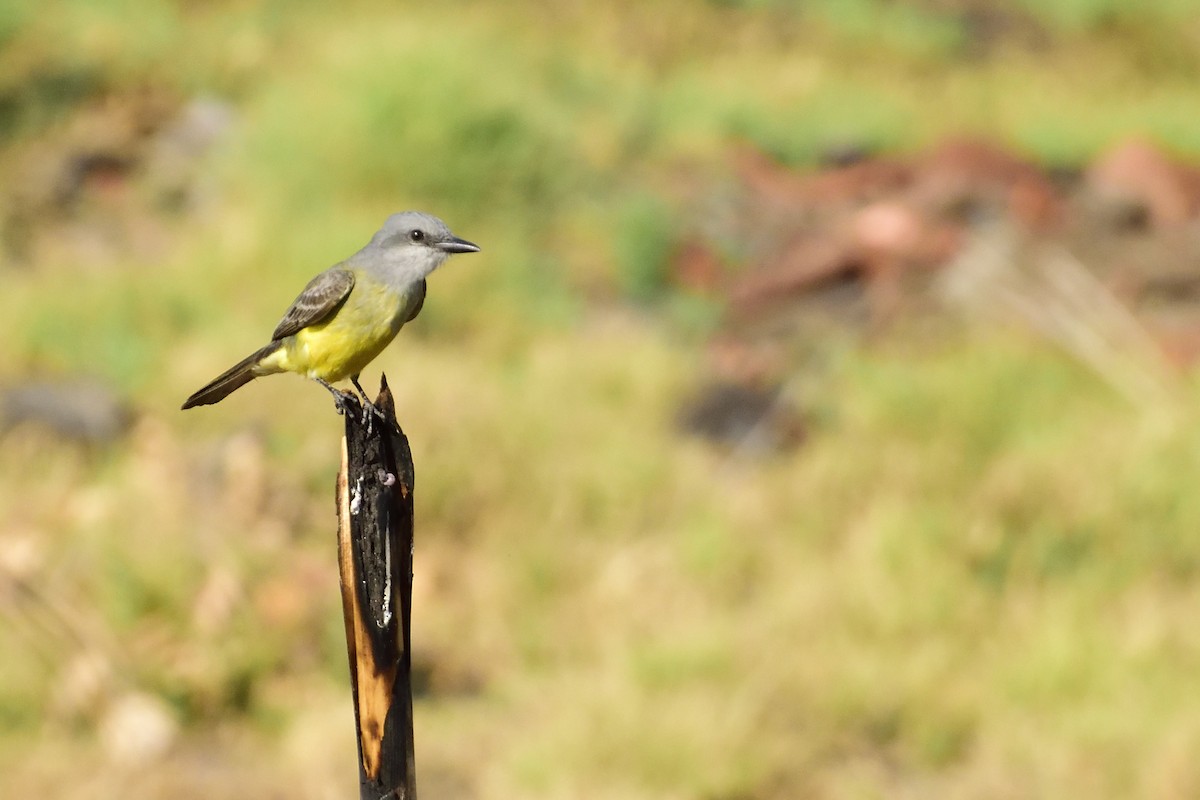 Tropical Kingbird - ML98234311