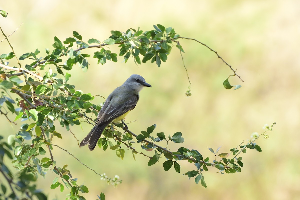 Tropical Kingbird - ML98234321