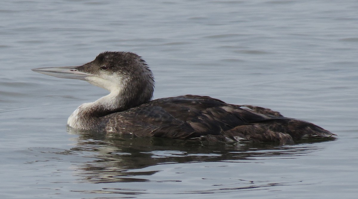 Common Loon - ML98234341