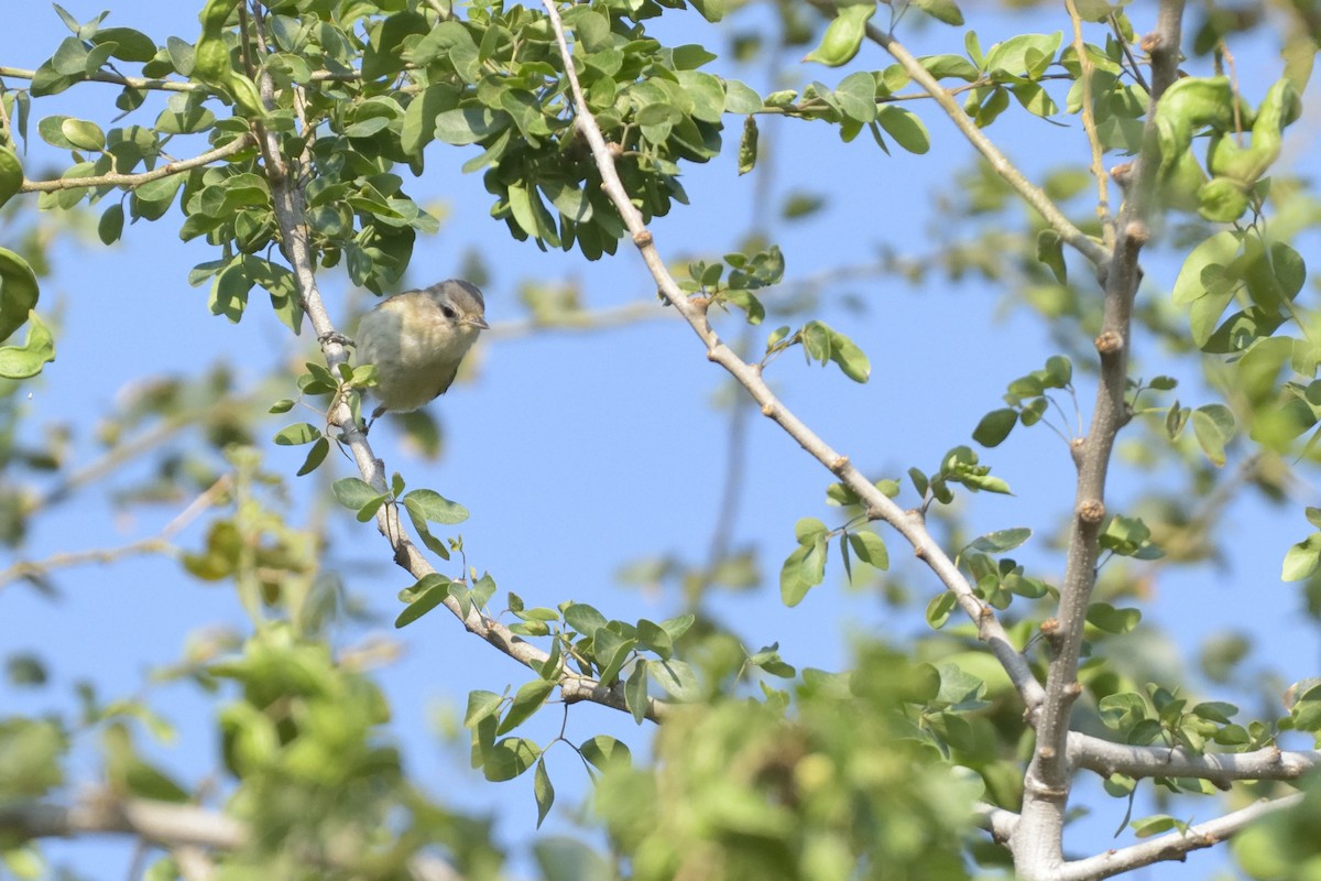 Warbling Vireo - ML98234691