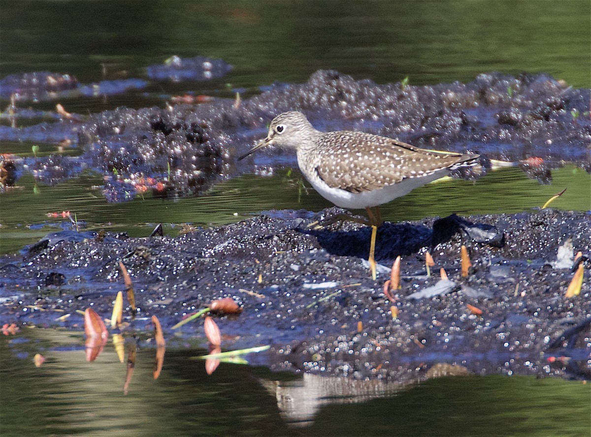 Solitary Sandpiper - ML98236431