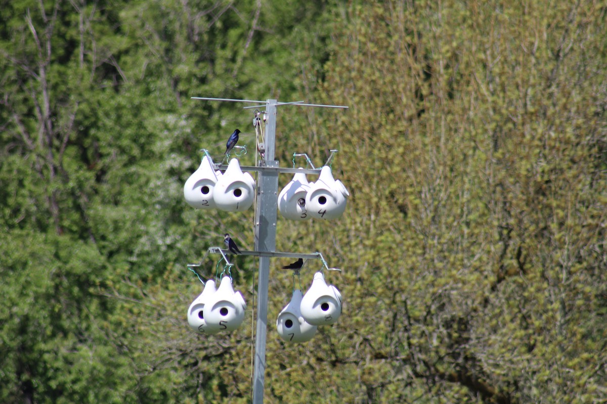 Purple Martin - Jon. Anderson