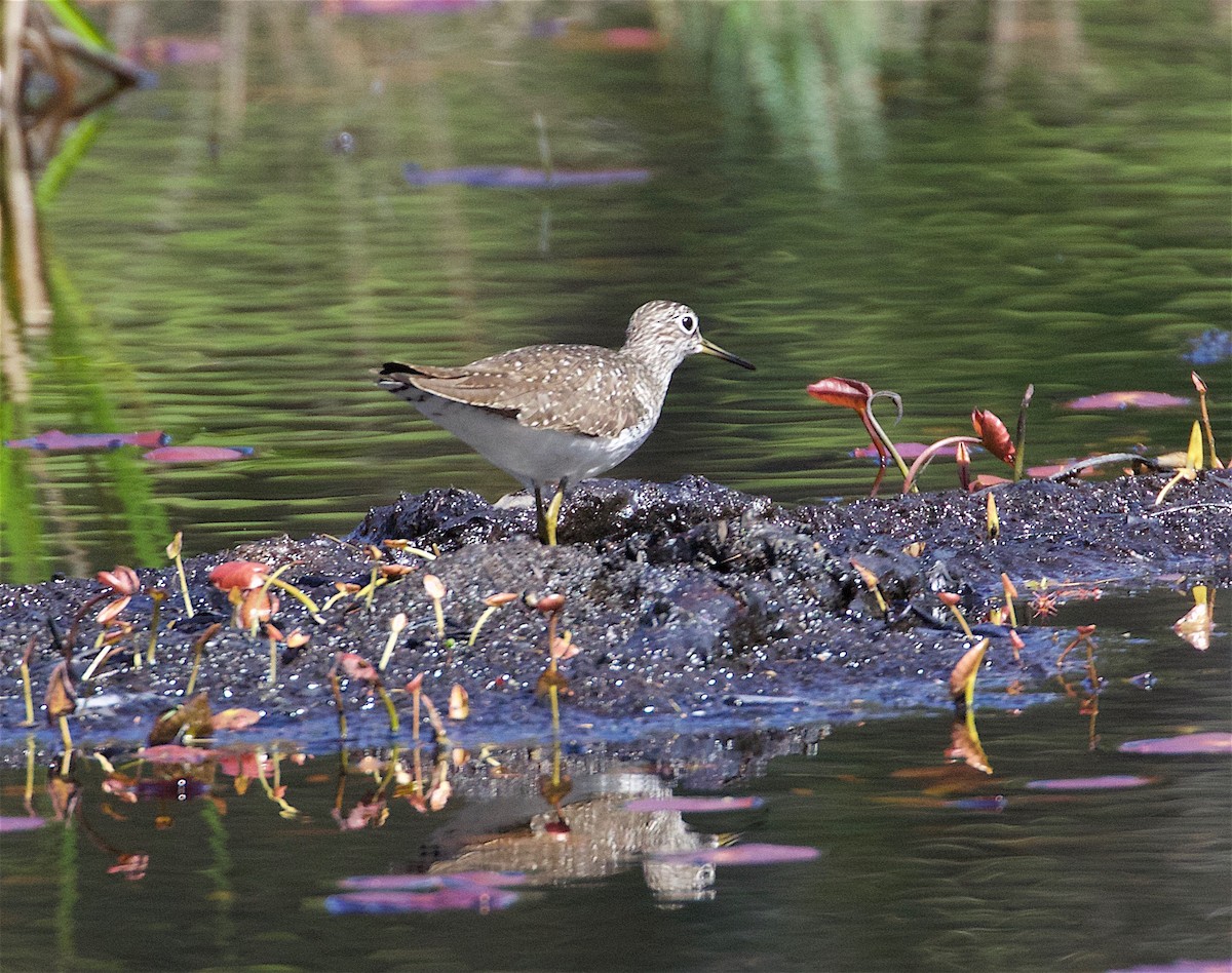 Solitary Sandpiper - ML98236531