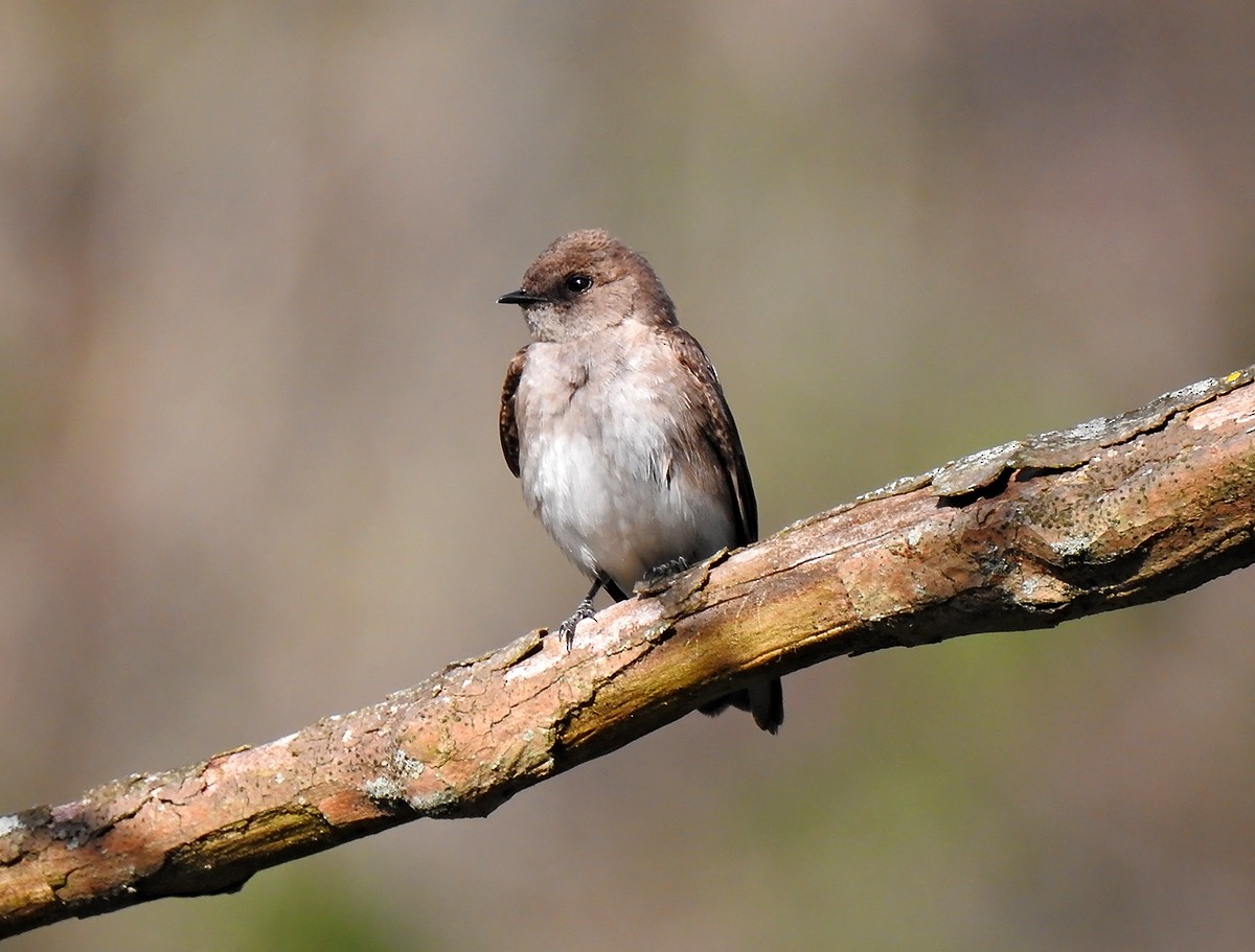 Northern Rough-winged Swallow - Brian Tinker