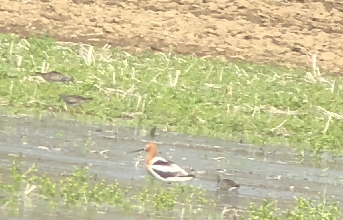American Avocet - ML98237331