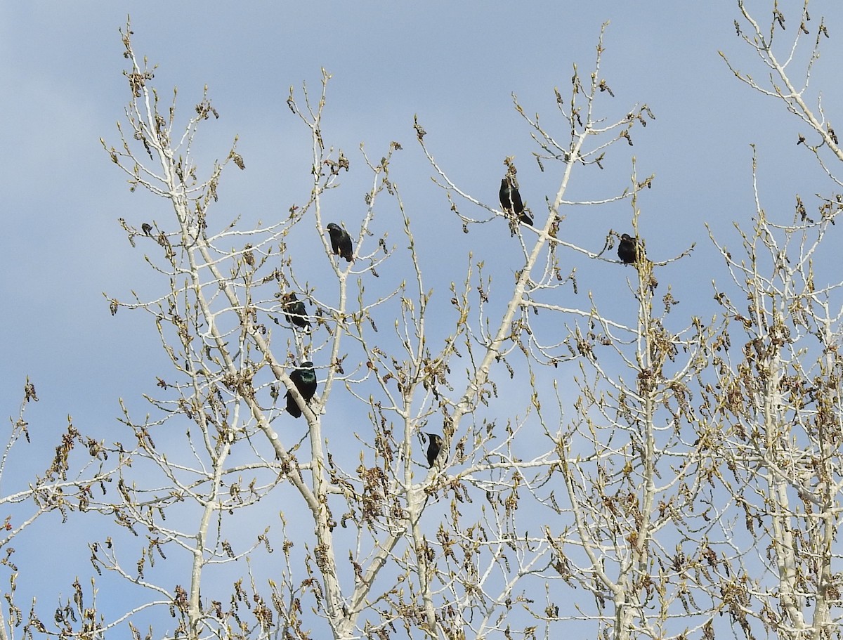 European Starling - ML98237541