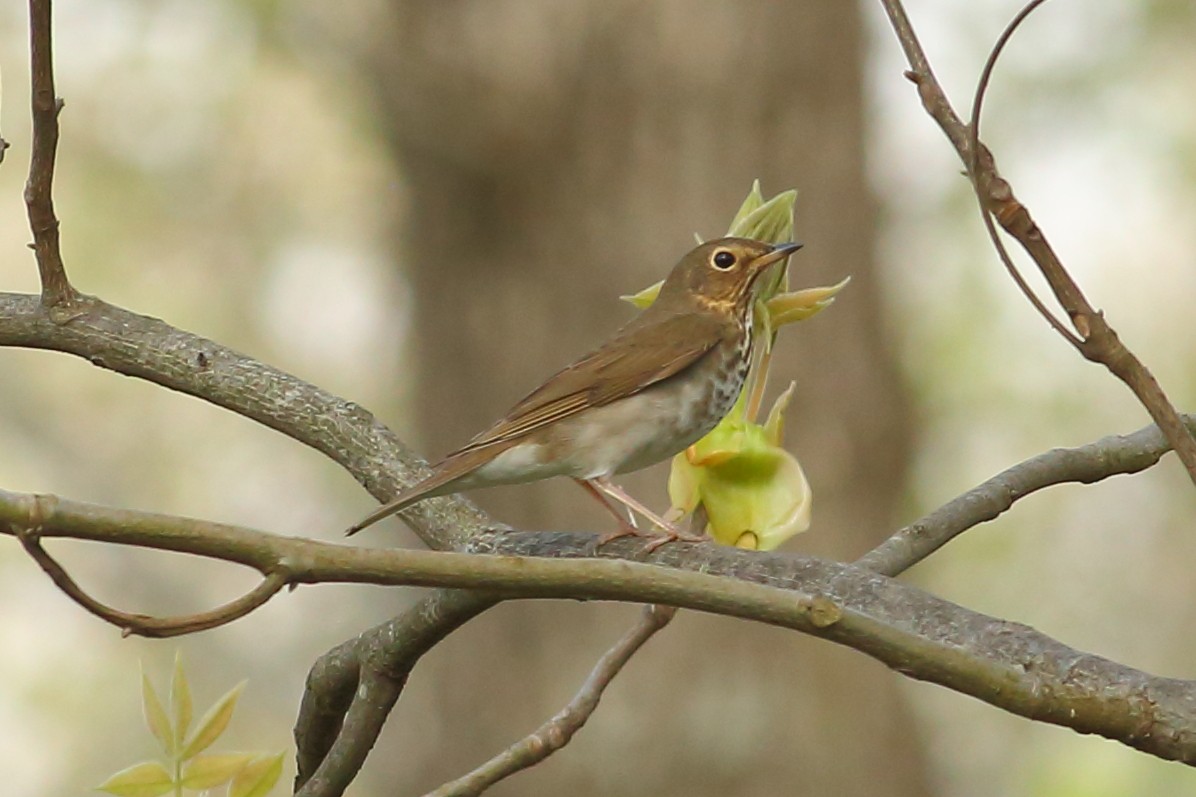 Swainson's Thrush - ML98237561