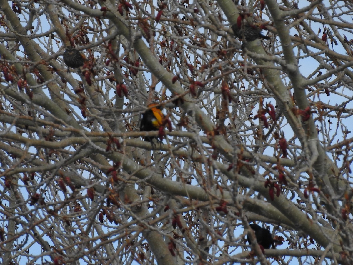 Yellow-headed Blackbird - ML98237831