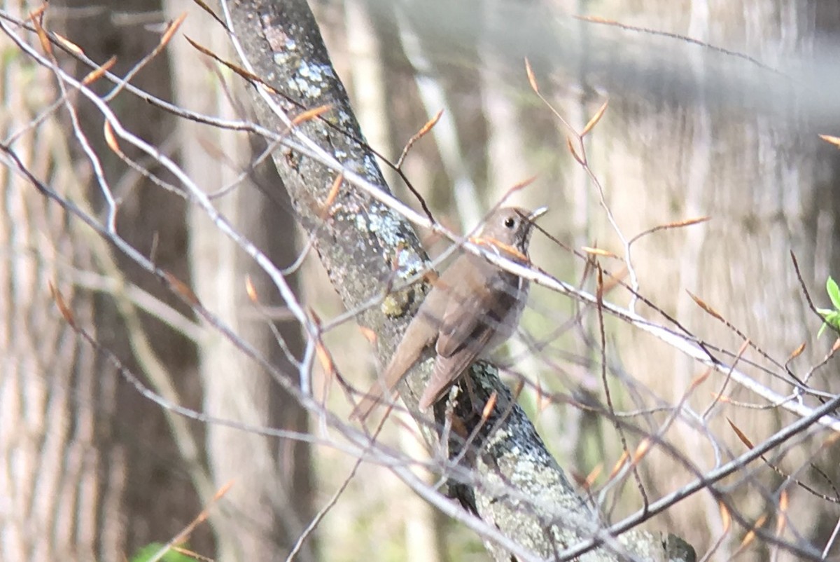 Gray-cheeked Thrush - ML98238031