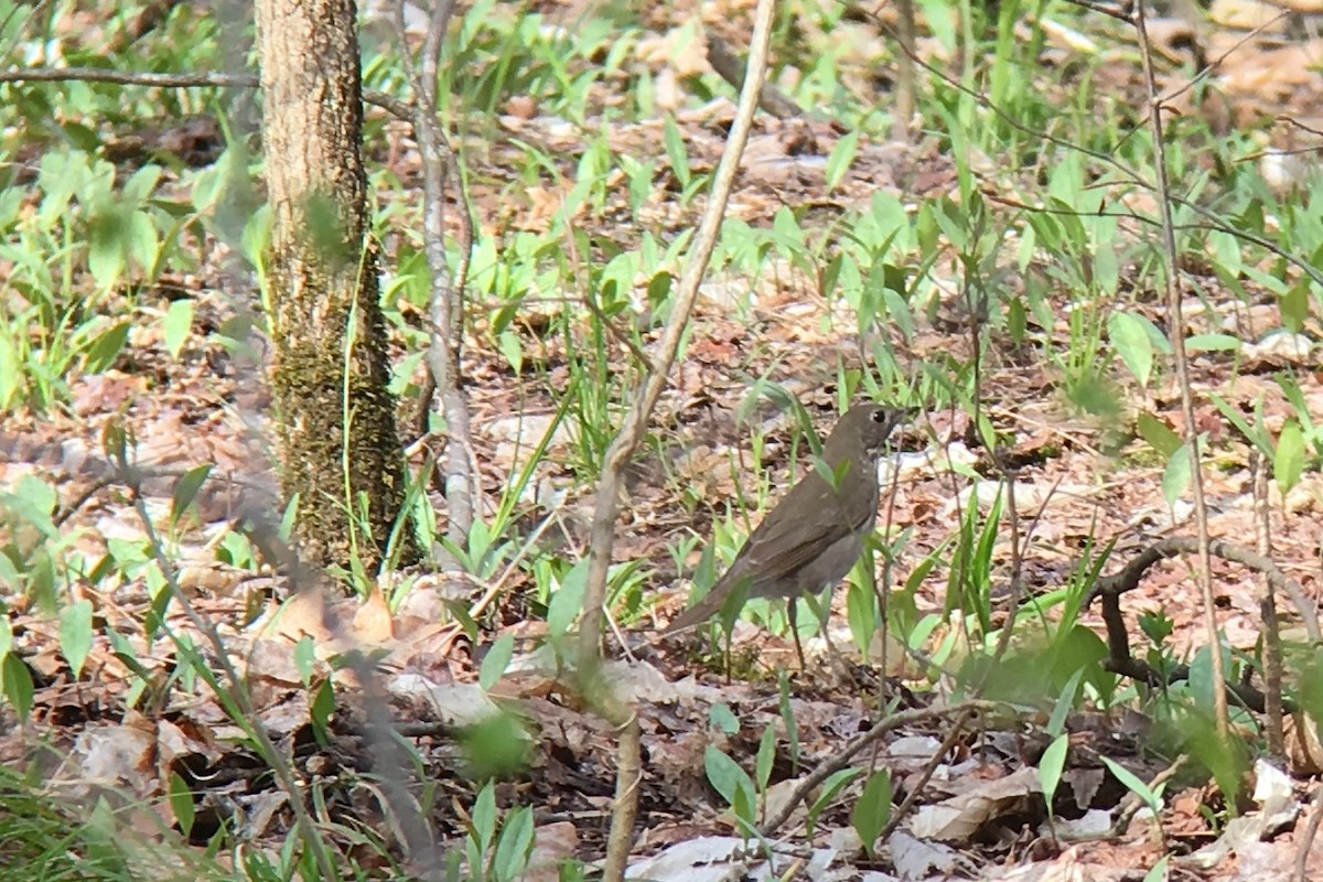 Gray-cheeked Thrush - ML98238041