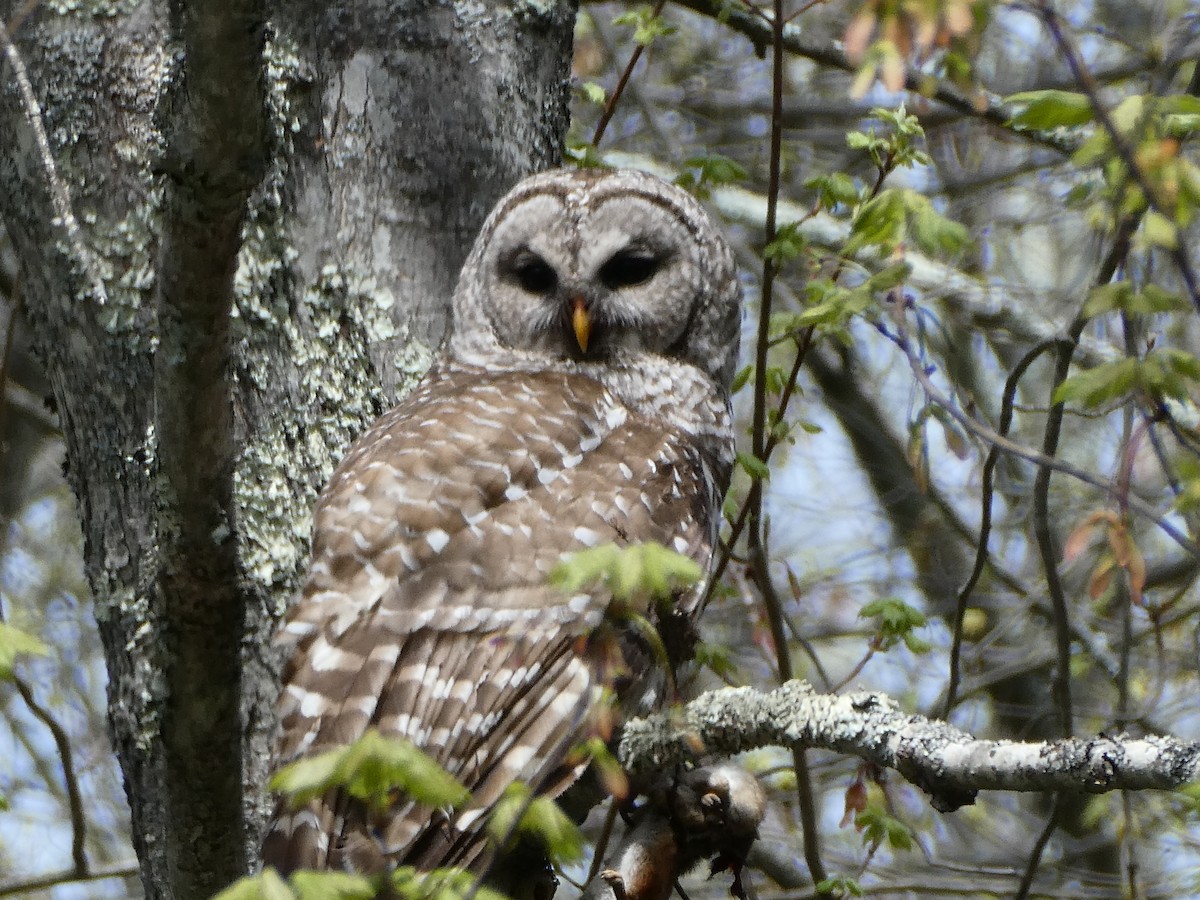 Barred Owl - ML98238361