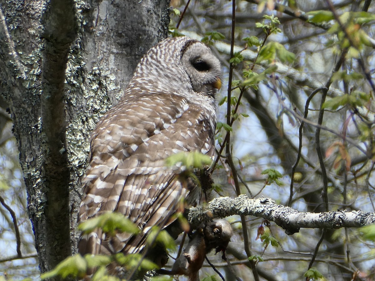 Barred Owl - ML98238391