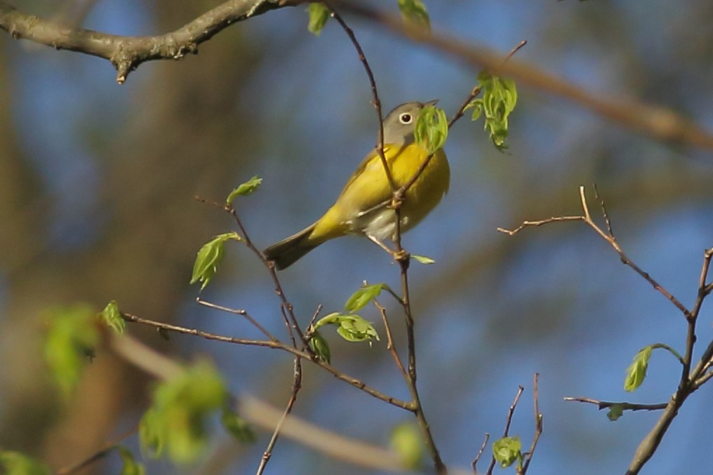 Красношапочная древесница - ML98239601