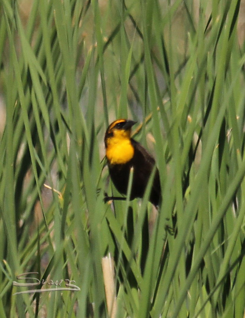 Yellow-headed Blackbird - ML98240461