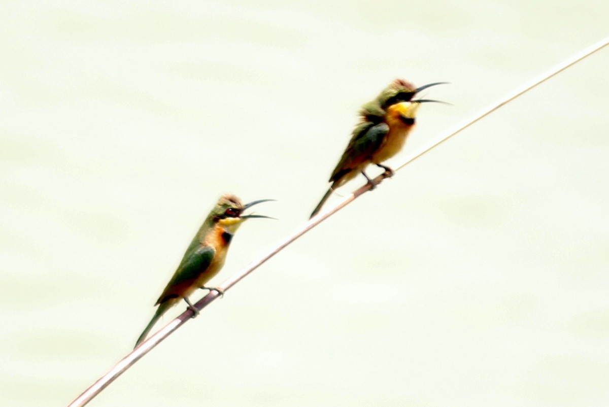 Little Bee-eater - ML98243111