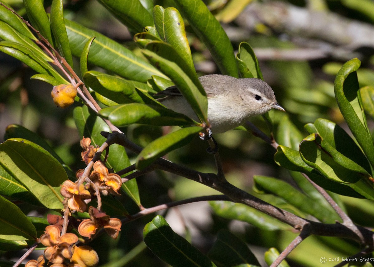 Warbling Vireo - ML98244721