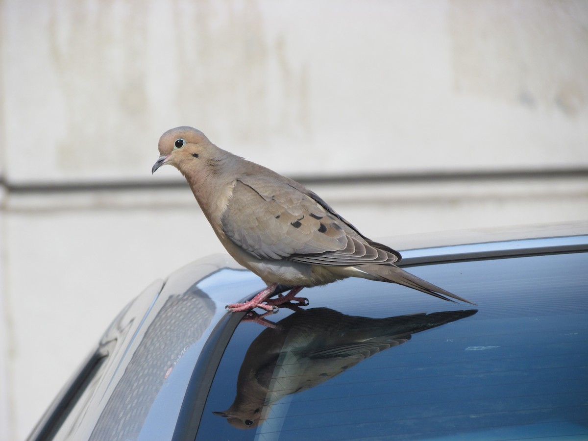 Mourning Dove - ML98244771