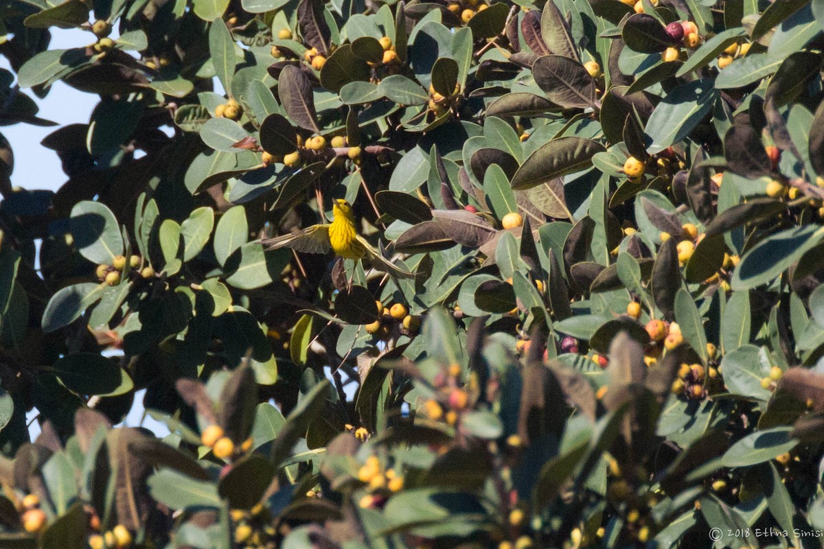 Yellow Warbler - ML98244811