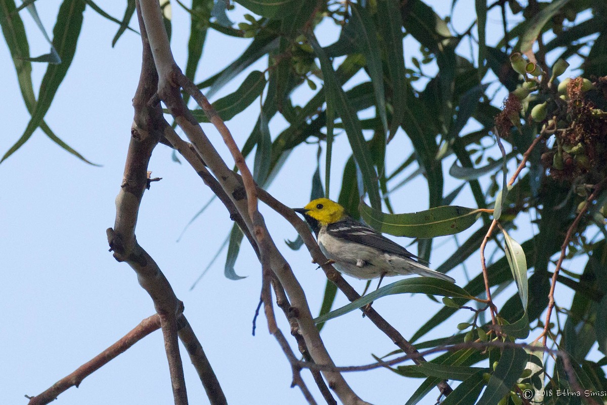 Hermit Warbler - ML98244911