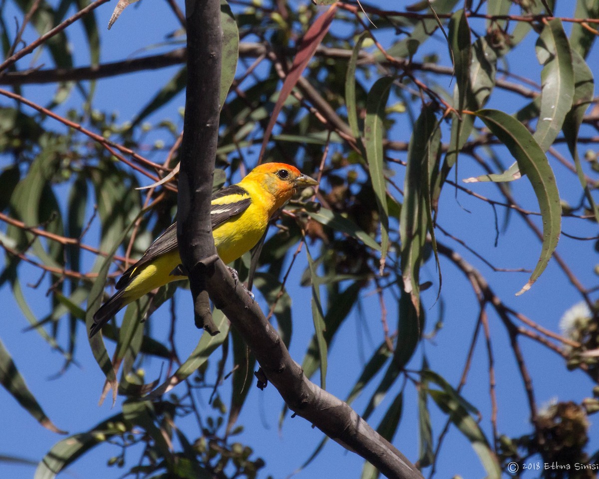 Western Tanager - ML98244981