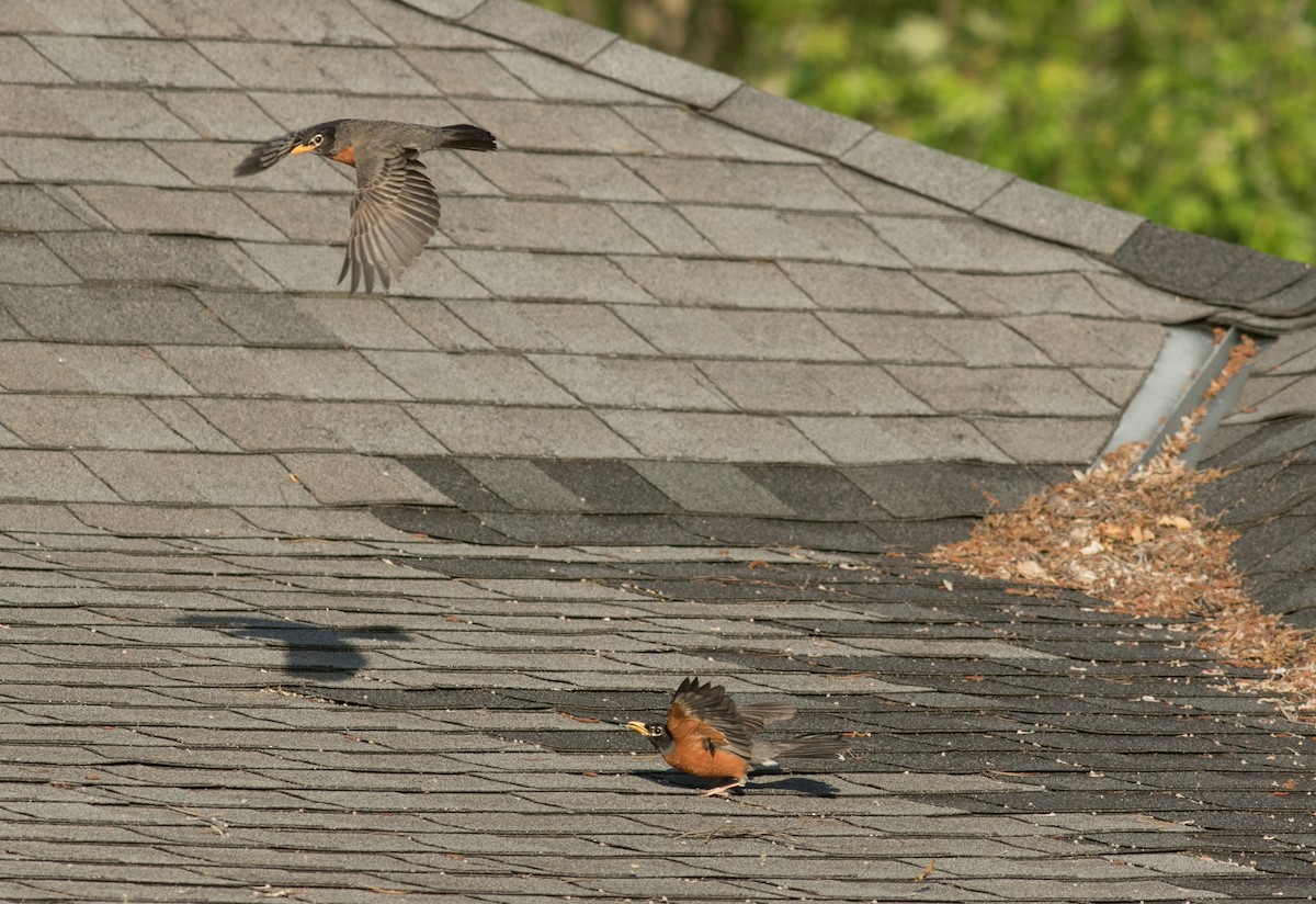 American Robin - ML98245001