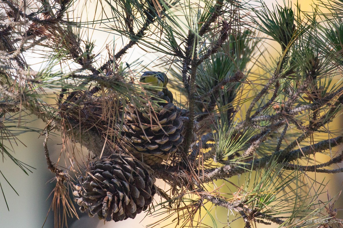 Lesser Goldfinch - ML98245061