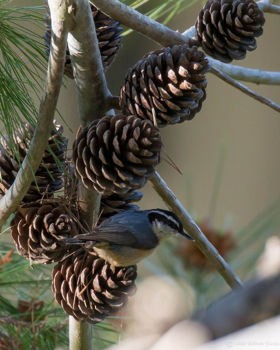 Red-breasted Nuthatch - ML98245251