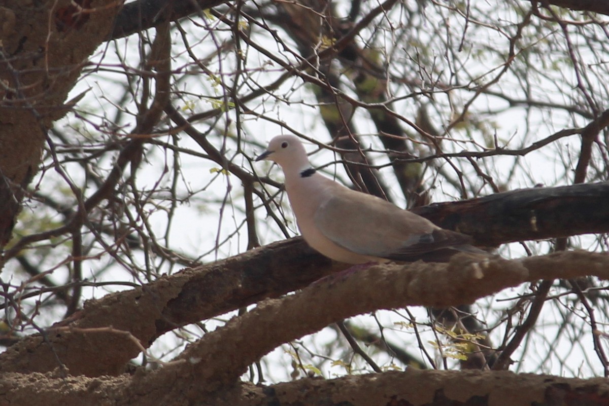 African Collared-Dove - ML98247261