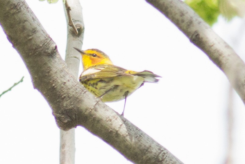 Cape May Warbler - ML98247401