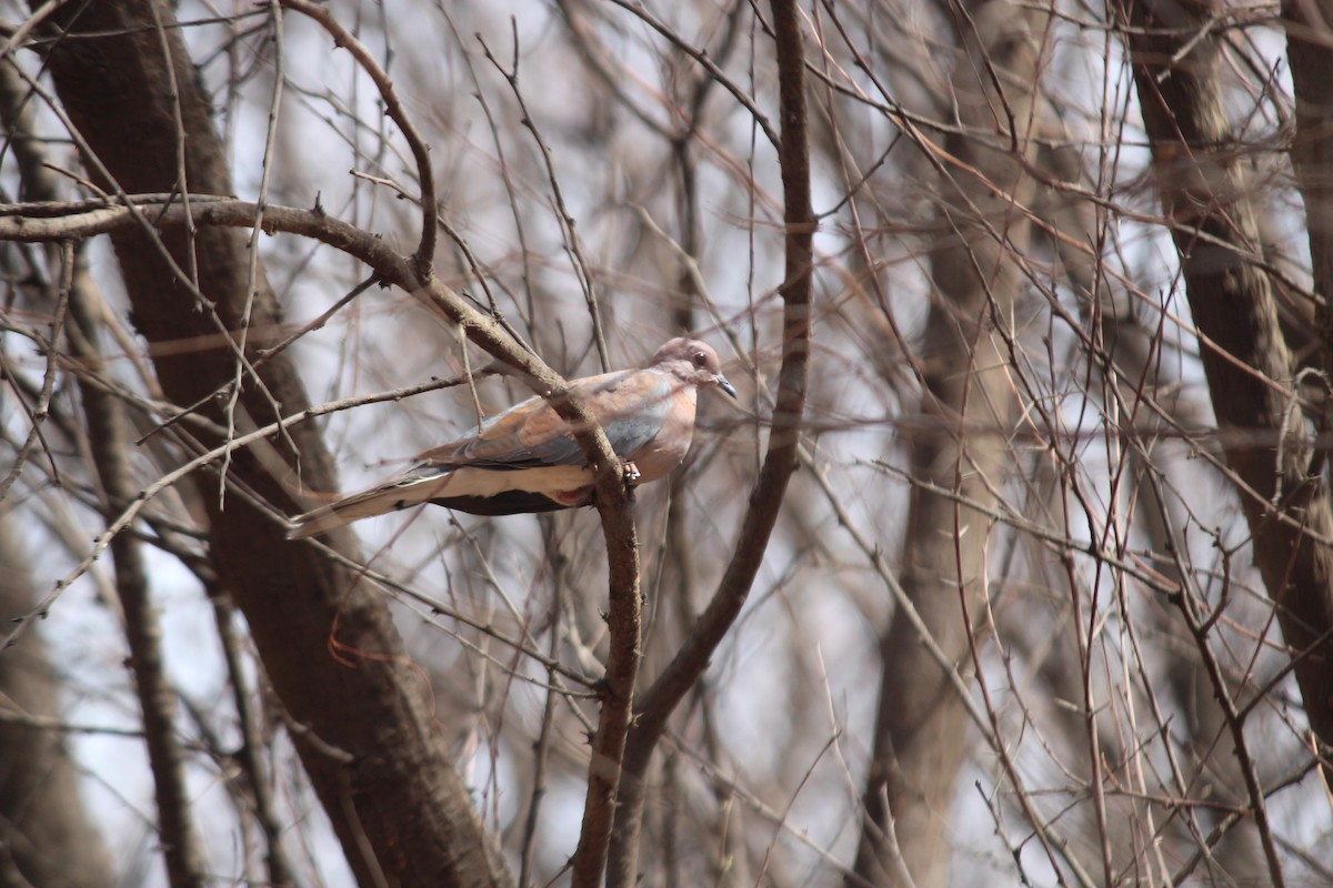 Laughing Dove - Andrew Wolfe