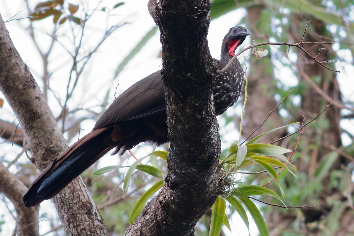 Crested Guan - Manfred Bienert