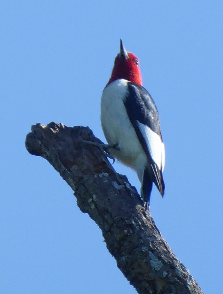 Pic à tête rouge - ML98250241