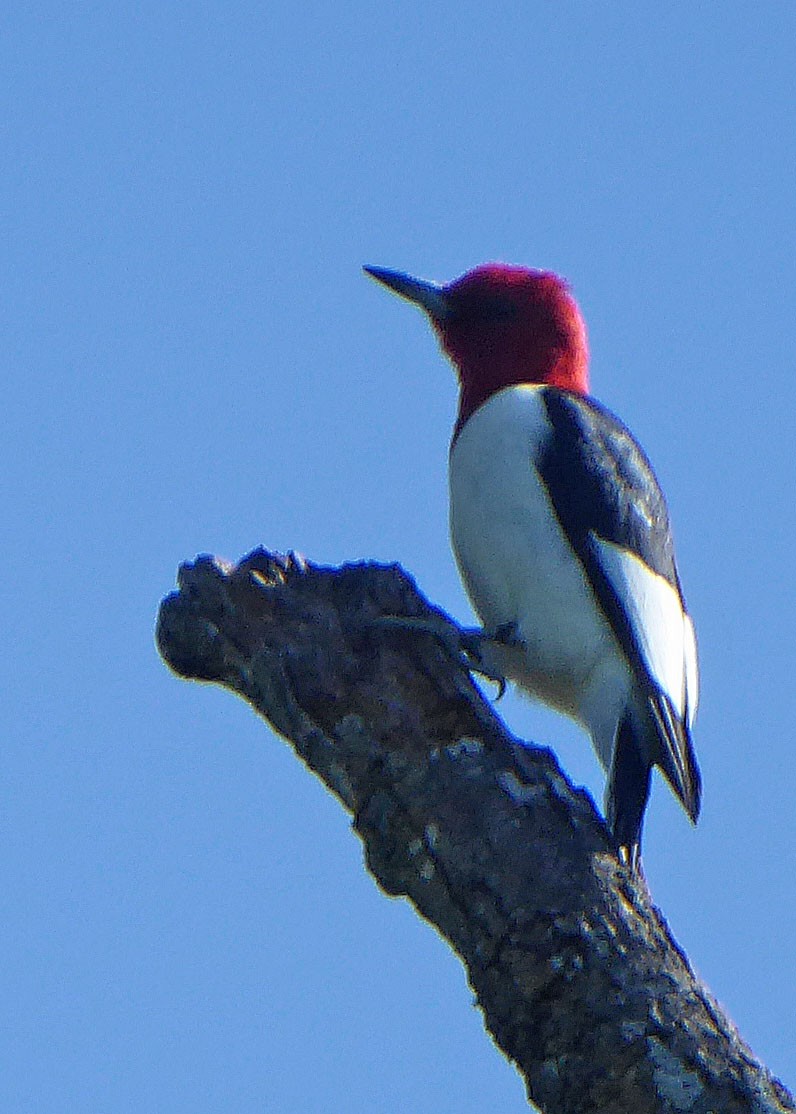 Pic à tête rouge - ML98250531