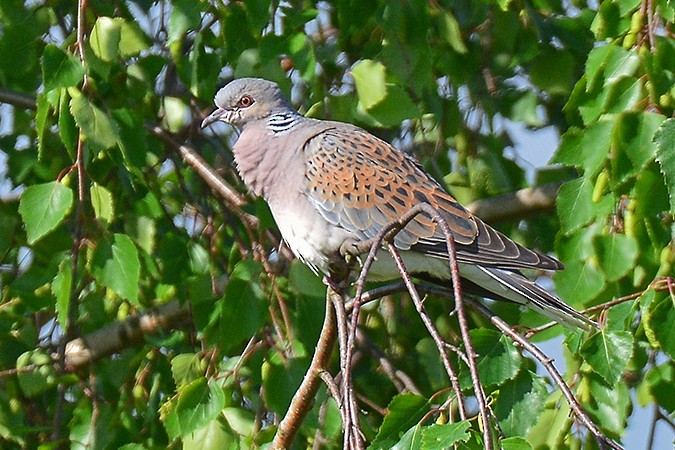 European Turtle-Dove - ML98251781