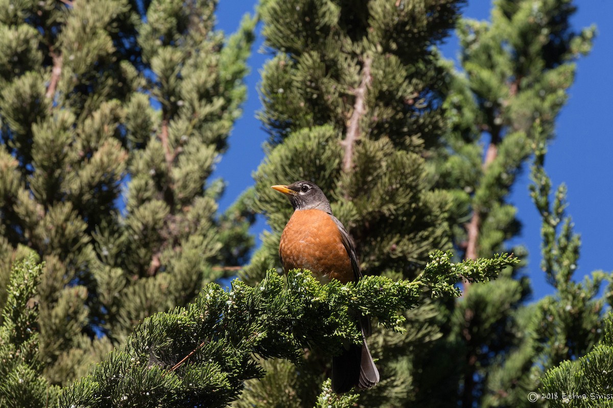 American Robin - ML98251911