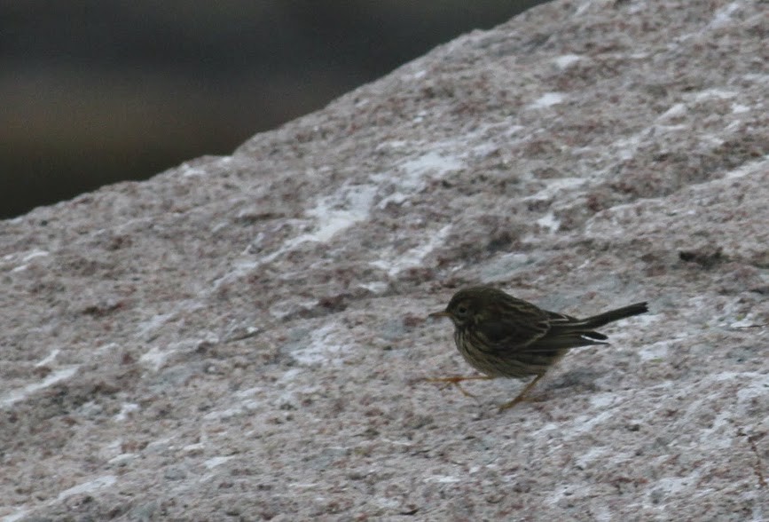 Meadow Pipit - ML98253251