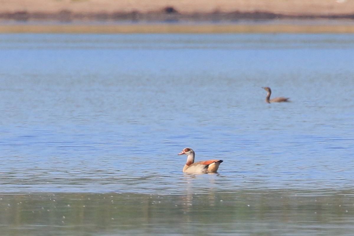 Egyptian Goose - ML98253271