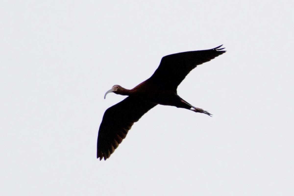ibis americký - ML98253461