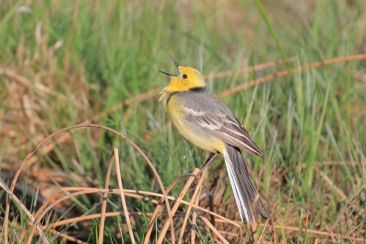 Citrine Wagtail - ML98253471