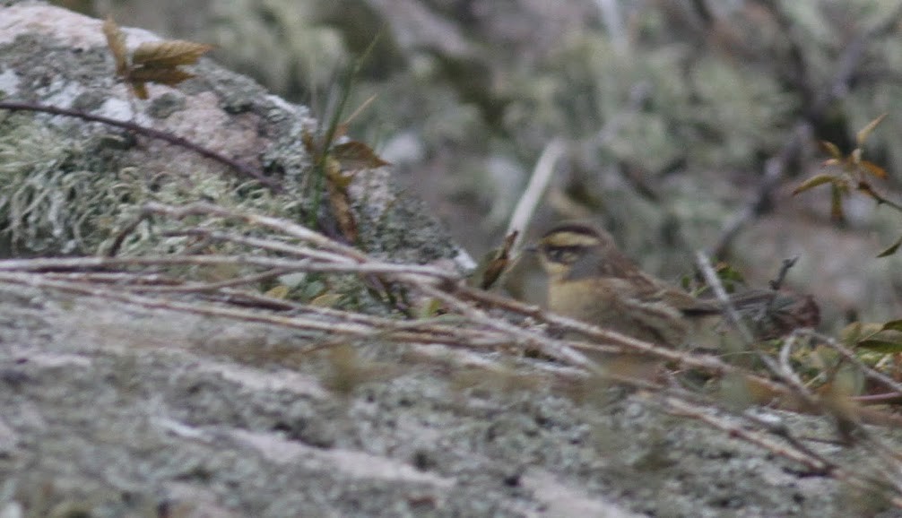 Siberian Accentor - ML98253491