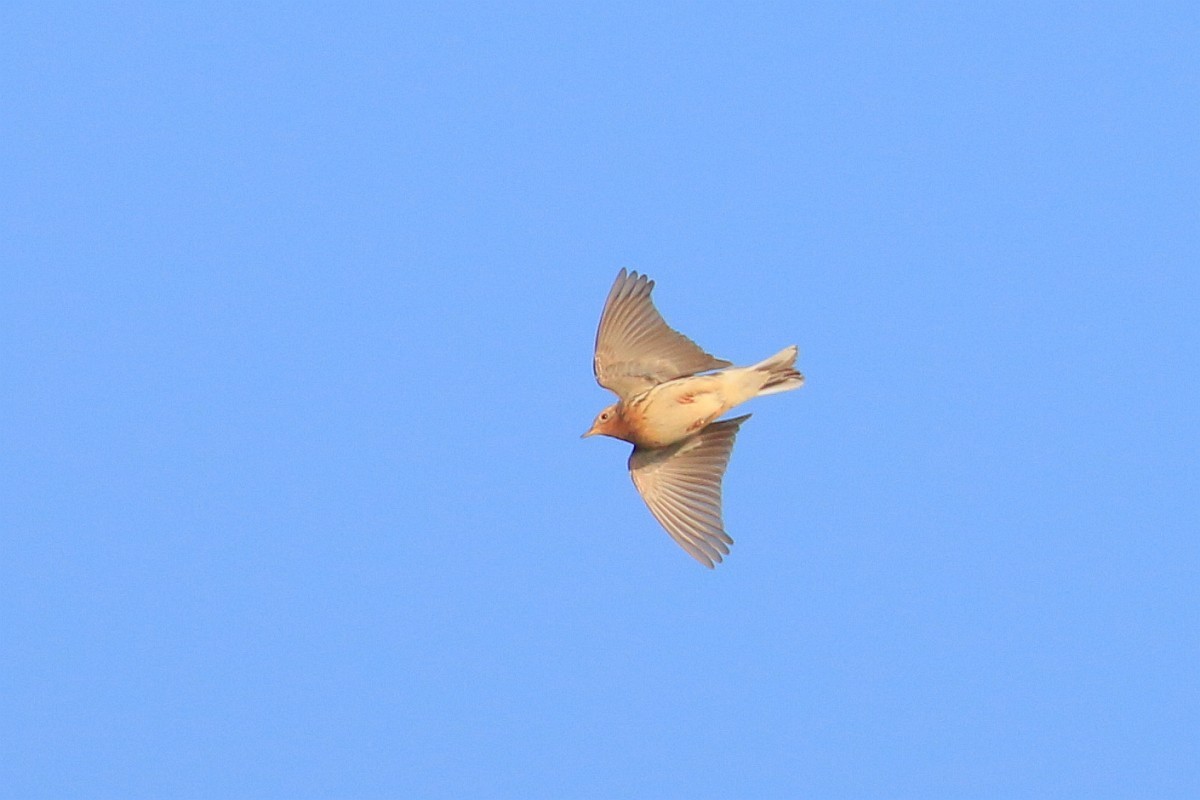 Red-throated Pipit - ML98253791