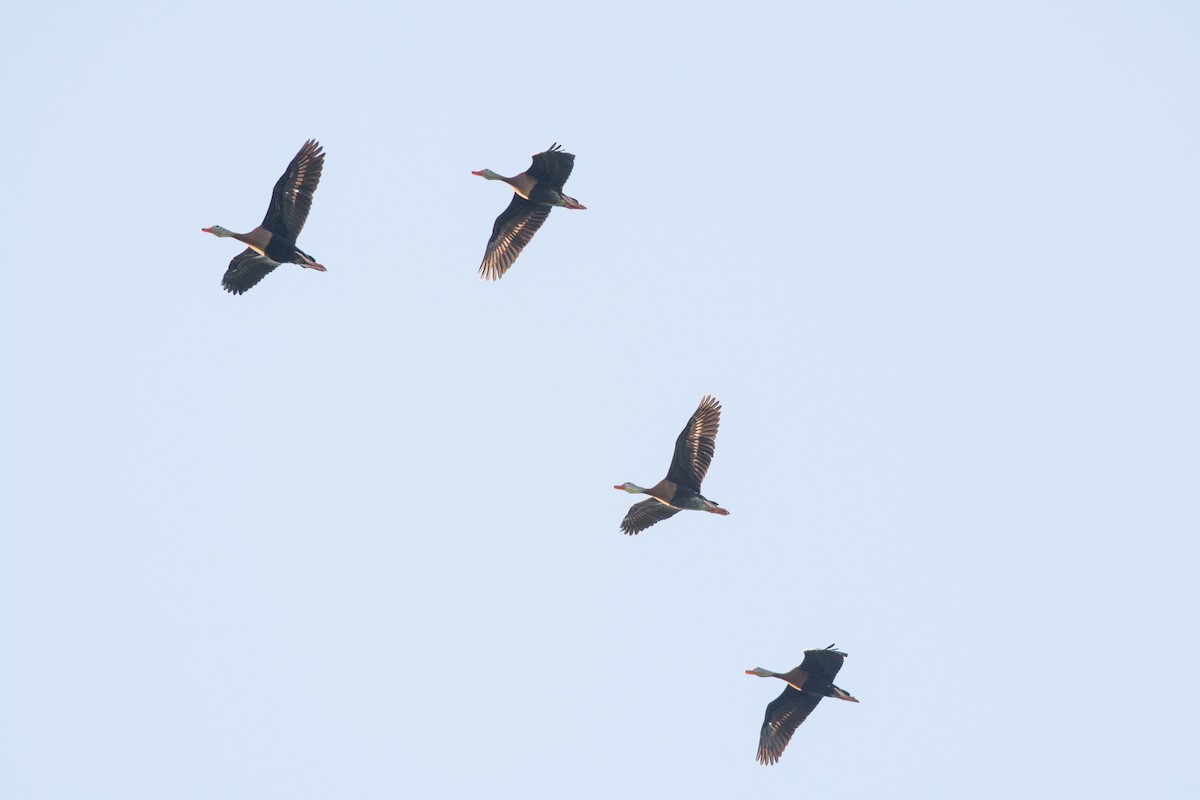 Black-bellied Whistling-Duck - Colton Robbins