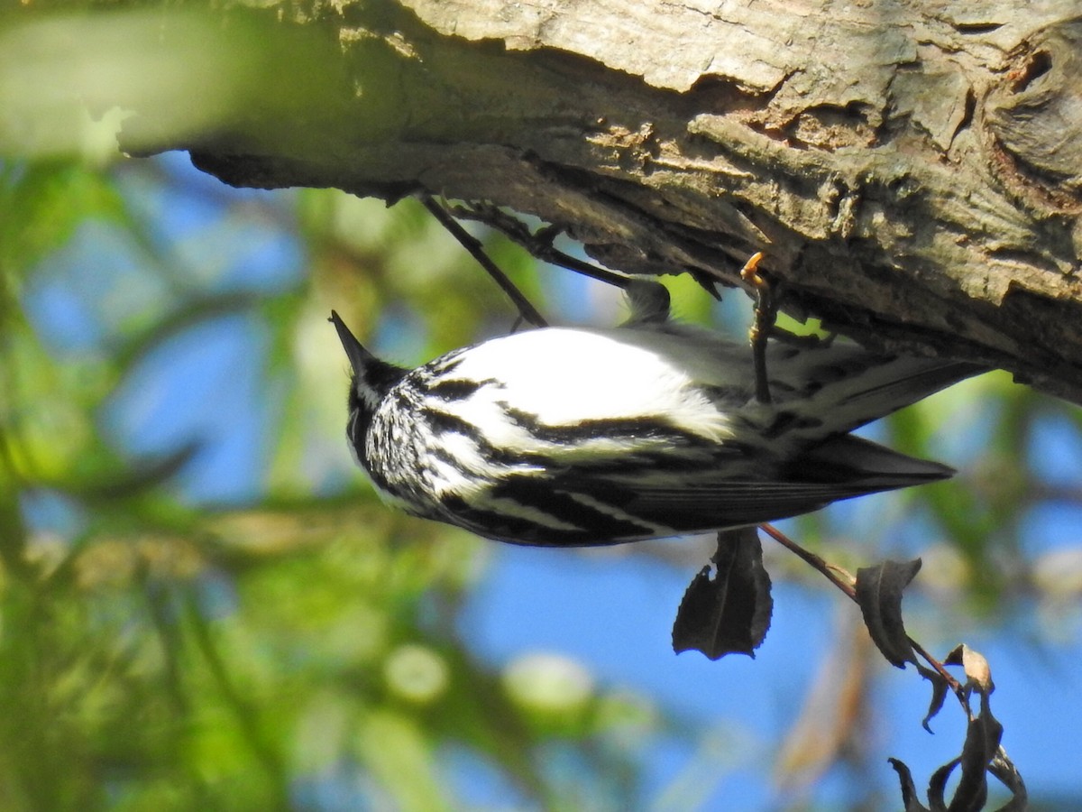 Black-and-white Warbler - ML98256651