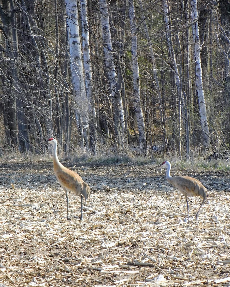 Grue du Canada - ML98256721