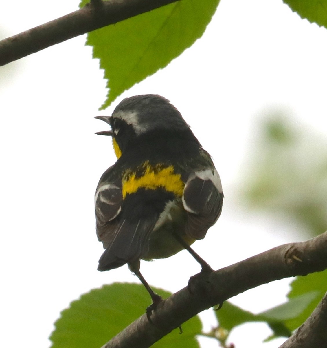 Magnolia Warbler - ML98257591