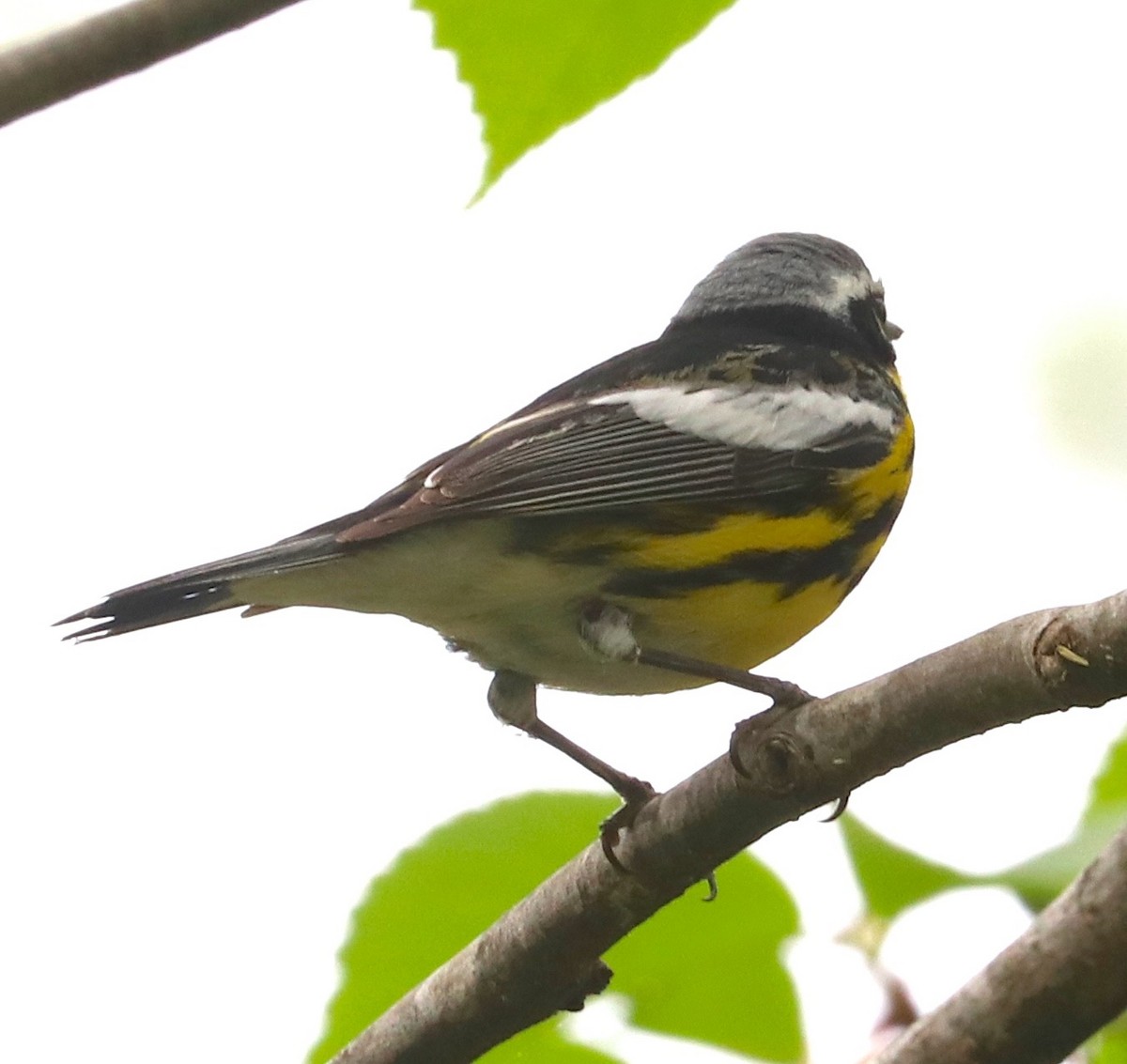 Magnolia Warbler - ML98257601