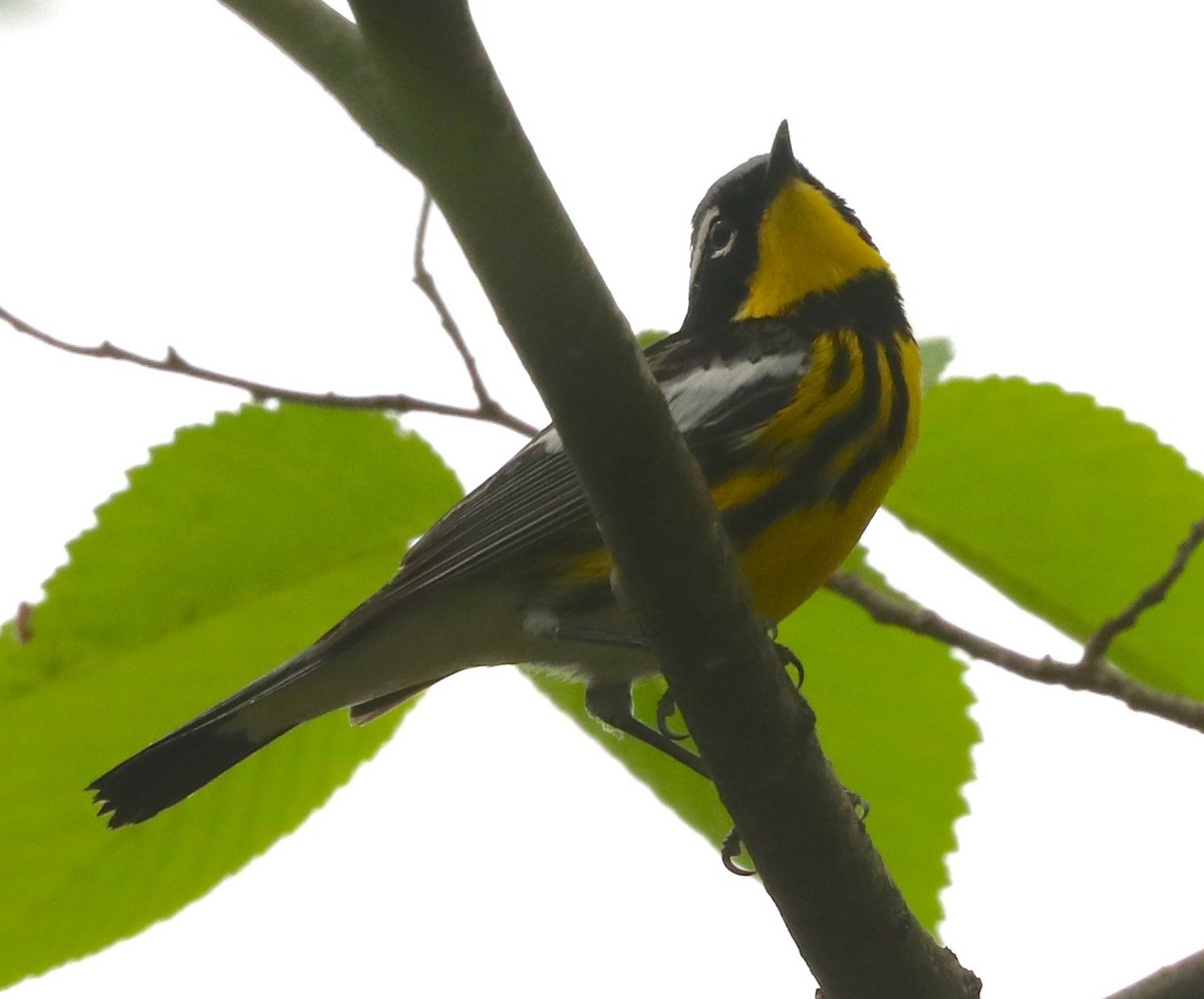 Magnolia Warbler - ML98257611