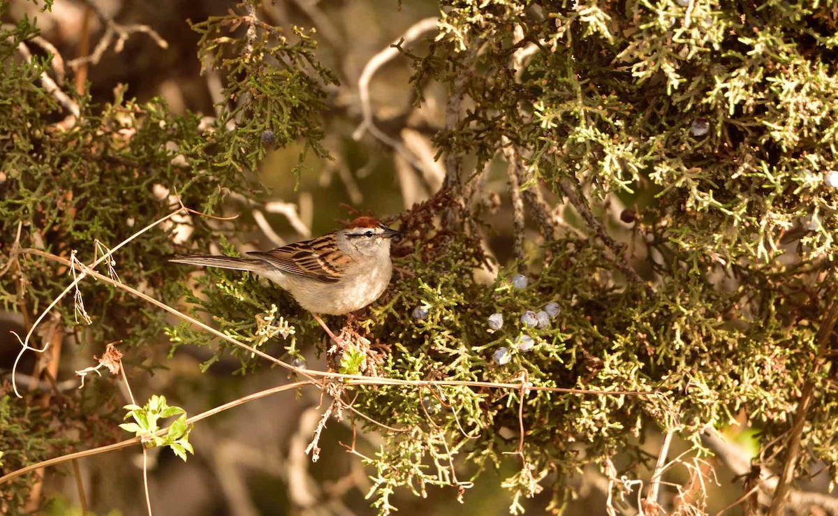 Chipping Sparrow - ML98259211