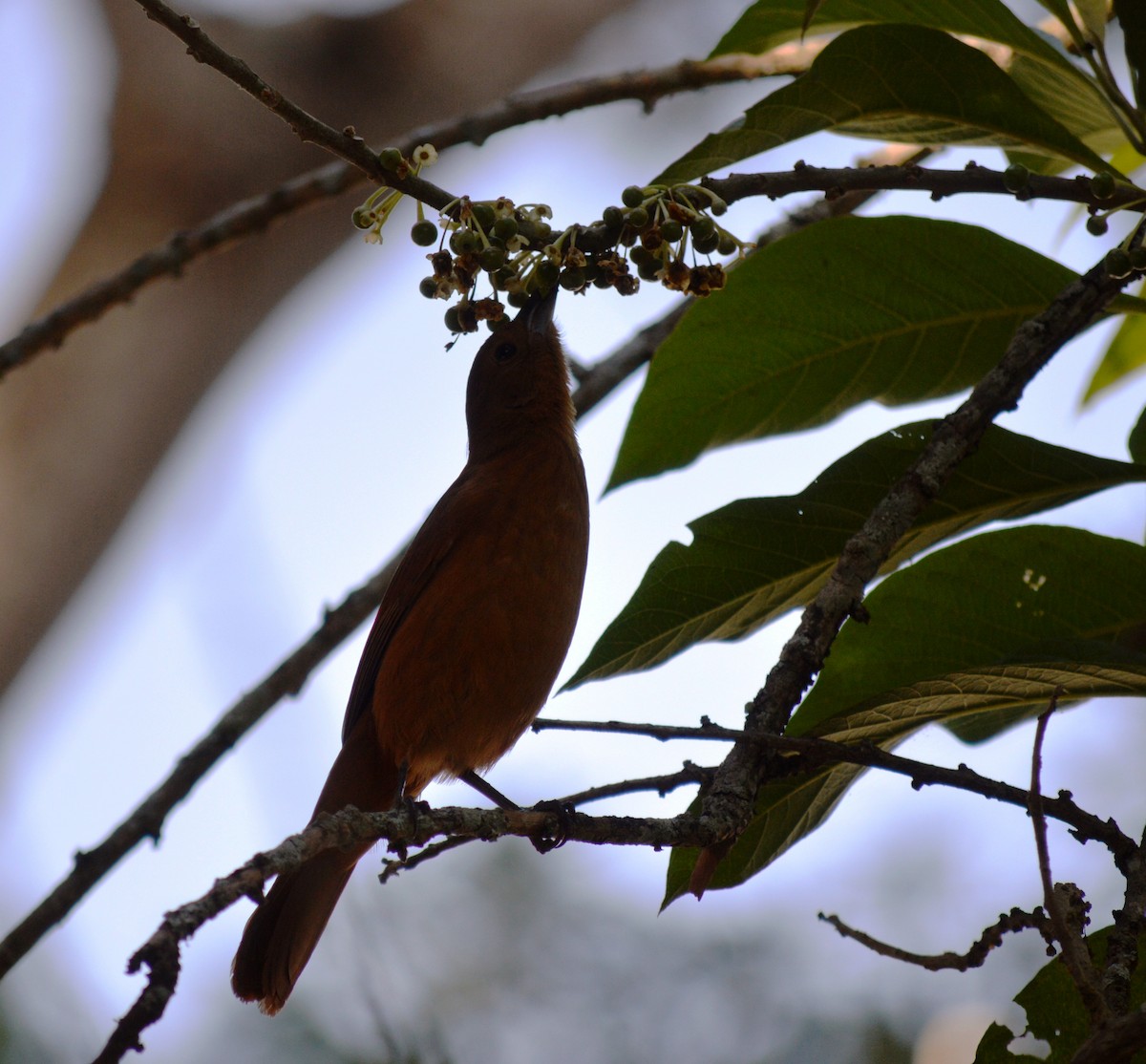 Rufous-bellied Thrush - DD Oliveira