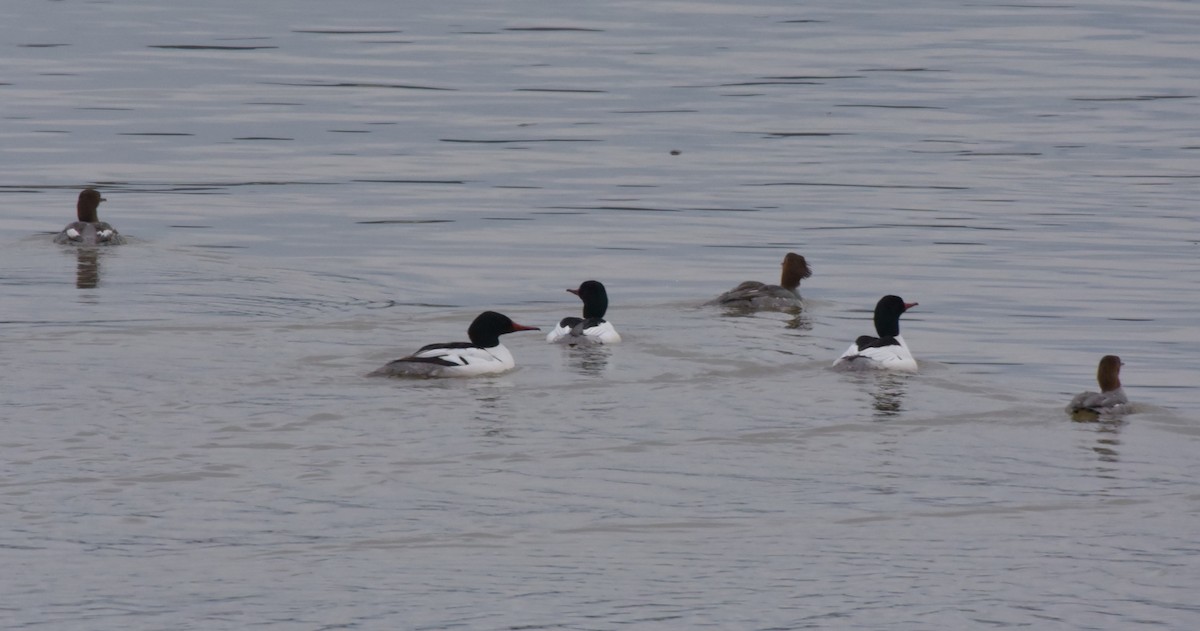 Common Merganser - Mark McAnally